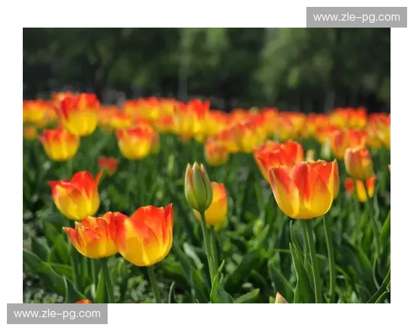 郁金香怒放,加勒比海风情!荷兰vs墨西哥:一场不容错过的足球盛宴 郁金香怒放,加勒比海风情!荷兰vs墨西哥:一场不容错过的足球盛宴